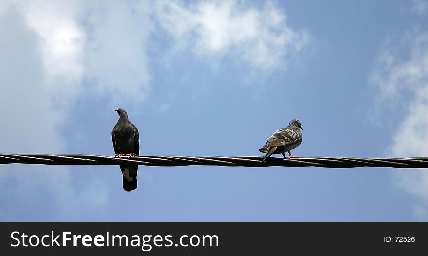 Pigeons sitting on wire. Pigeons sitting on wire.