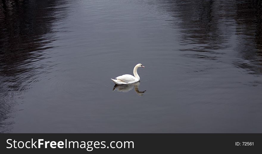 Swan on dark river. Swan on dark river.