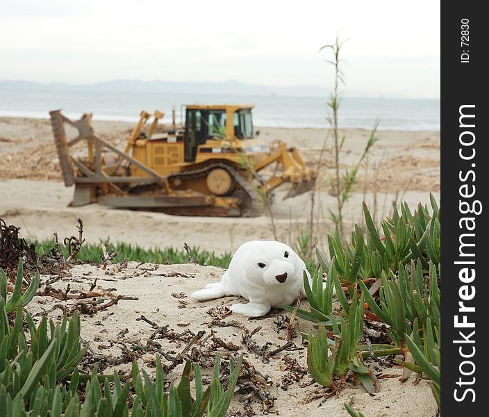 Beach with seal and tractor