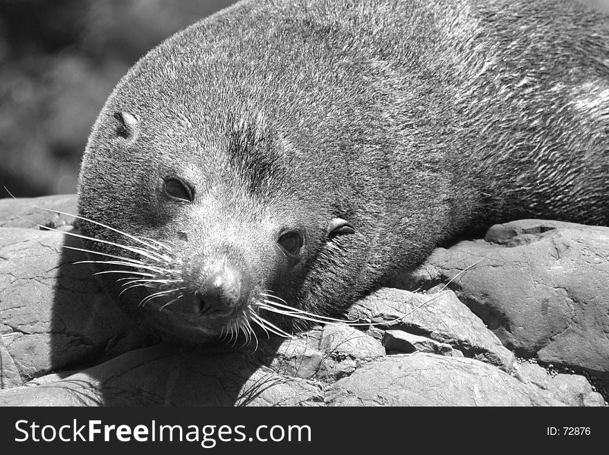 New Zealand Fur Seal