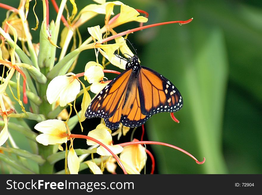 Monarch Butterfly feasting on nectar