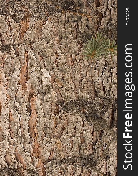 Close-up of pine bark. Close-up of pine bark