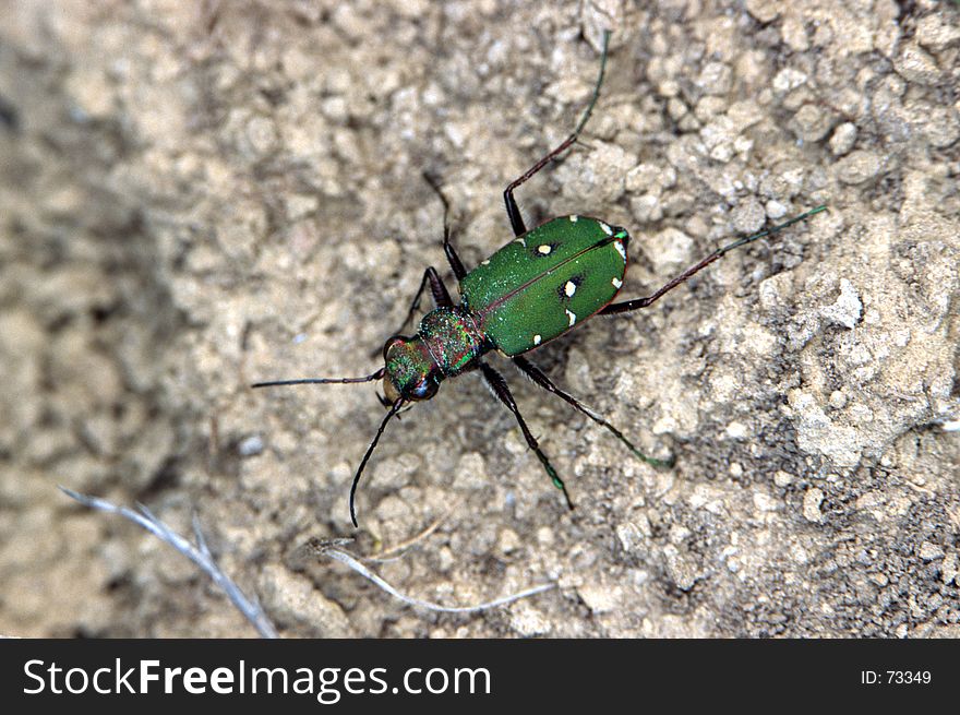 Green Ground Beetle