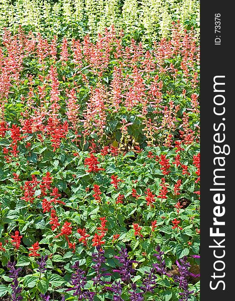 Colorful Flowerbed 2