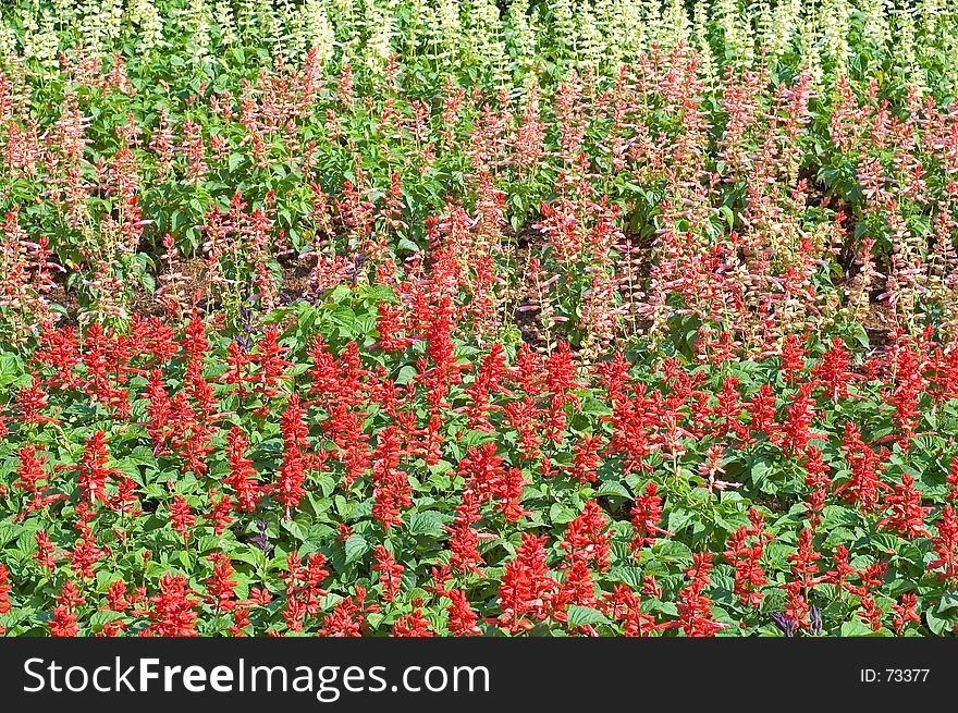 A flowerbed of red, pink and white