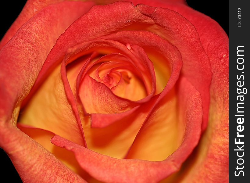 Orange and Red Rose - Close up particually open.
