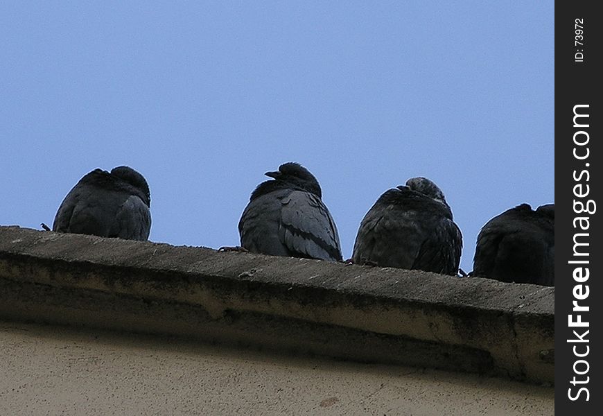 Pigeons sleeping on a wall