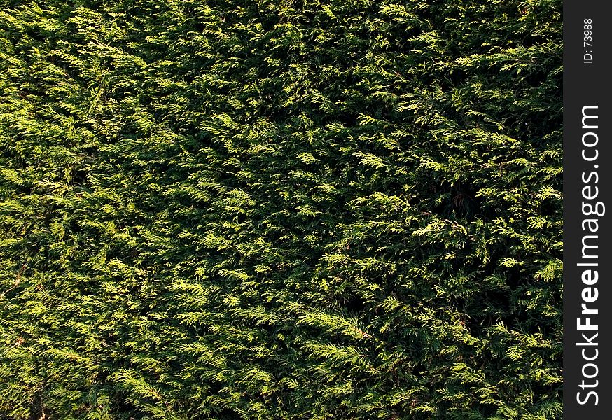 A wall of evergreen hedgerow