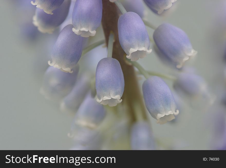 Soft closeup of crape Hyacinth
