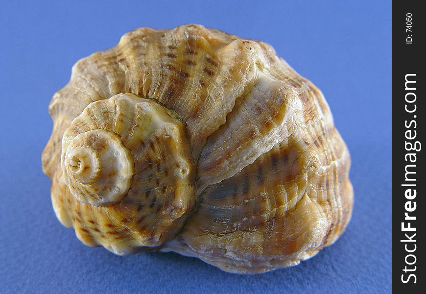 Shell On Blue