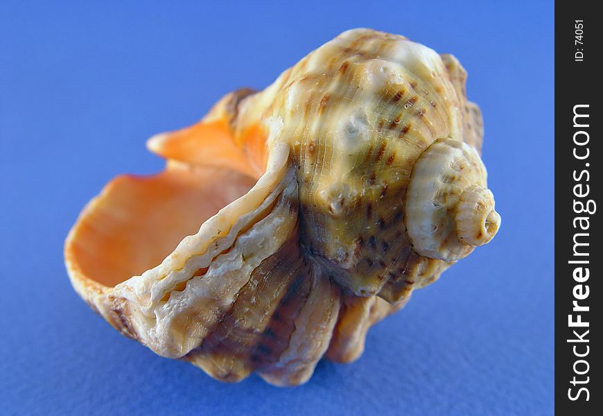 Shell on blue