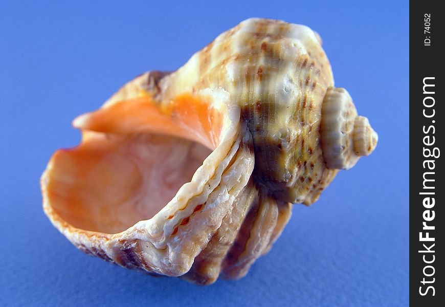 Shell On Blue