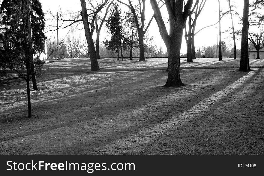 Trees In A Park