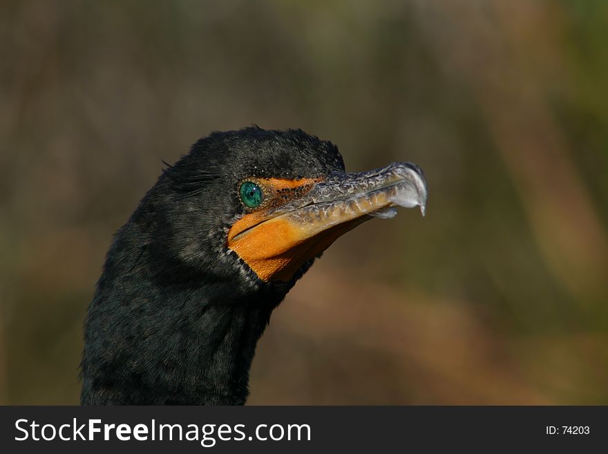 Double-crested Cormorant on the Anhinga Trail in the Everglades National Park.