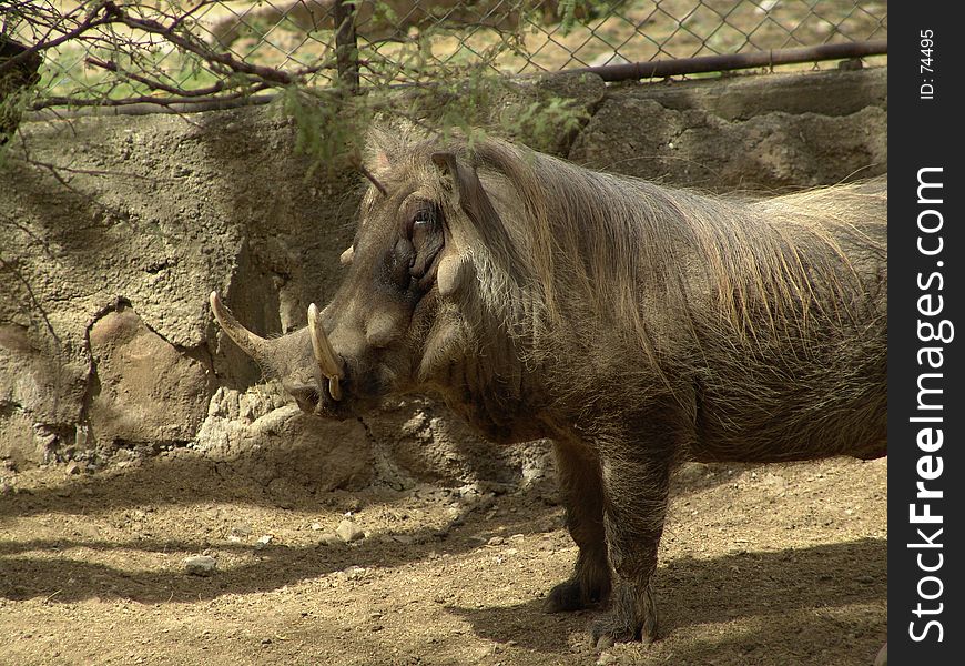 Wild boar, zoo