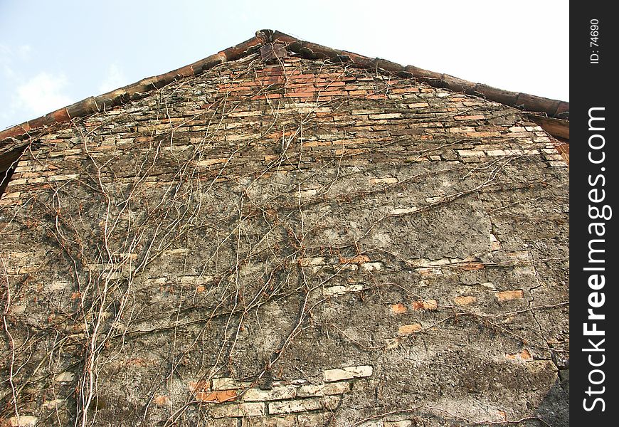 Old barn wall with vine
