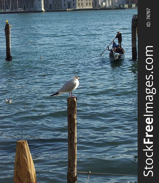 A seagull rest in Venice. A seagull rest in Venice
