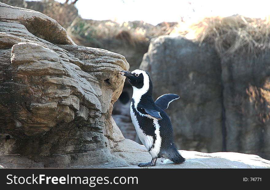 Penguin in New York Zoo