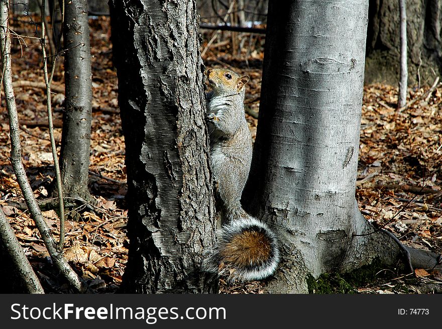 Squirrel up the tree in Central Park