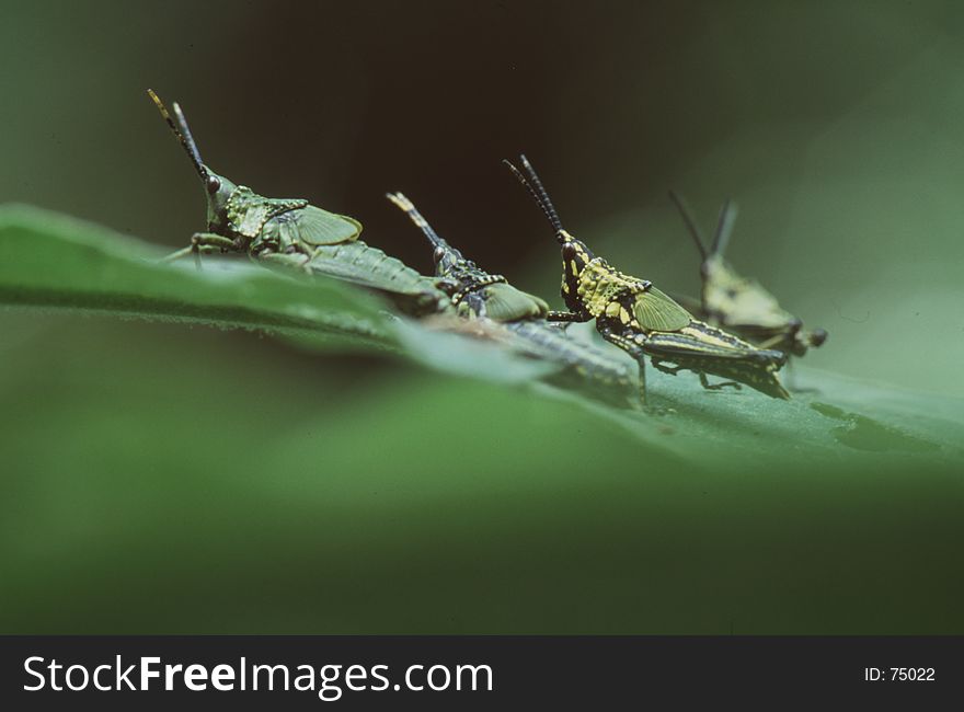 Grasshoppers aligned on a leaf