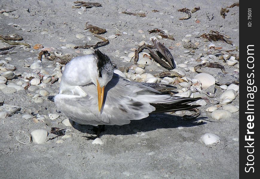 Royal tern preening