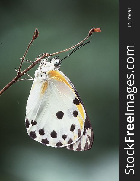 Sudan Caper White (Belenois sudanensis). Sudan Caper White (Belenois sudanensis)
