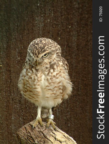 A photo of an angry-looking hooting-owl in the zoo. A photo of an angry-looking hooting-owl in the zoo.