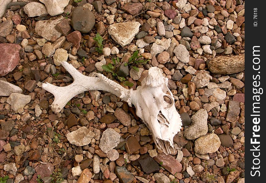 Skull in a rock bed. Skull in a rock bed