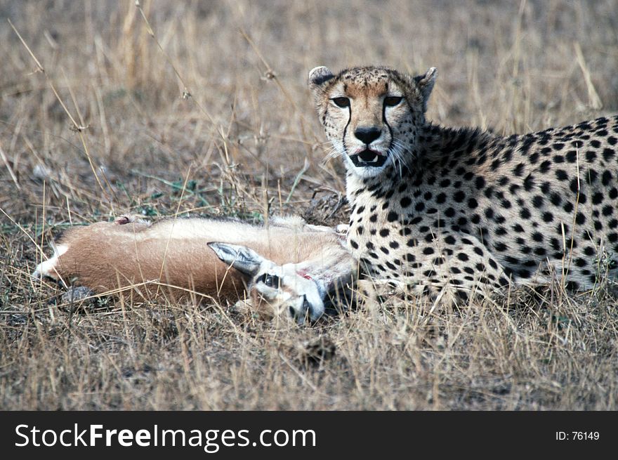 Cheetah at kill