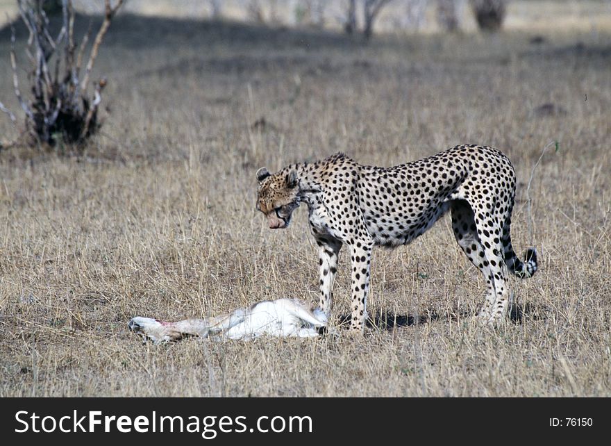 Cheetah bending over its prey