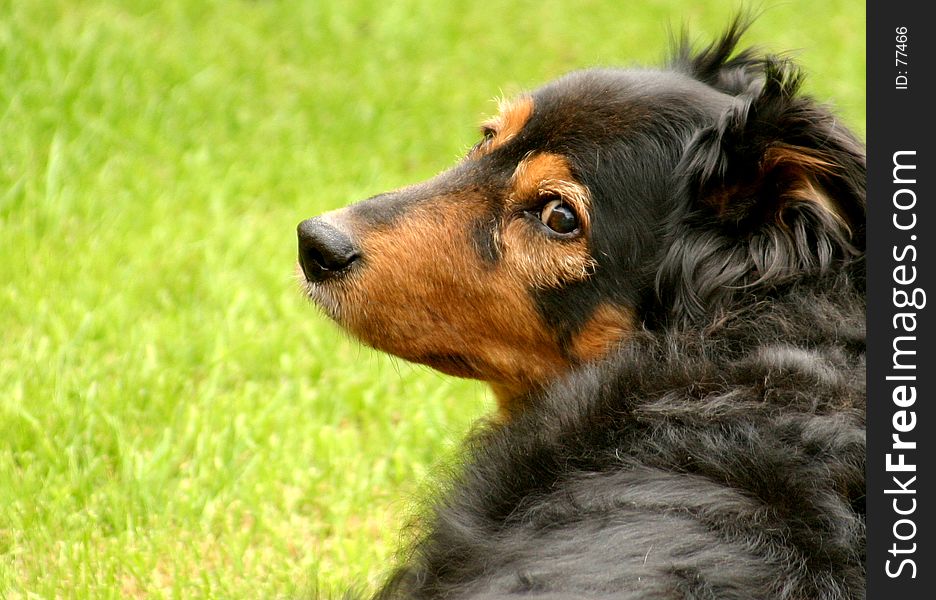 Dog looking back at viewer. Dog looking back at viewer