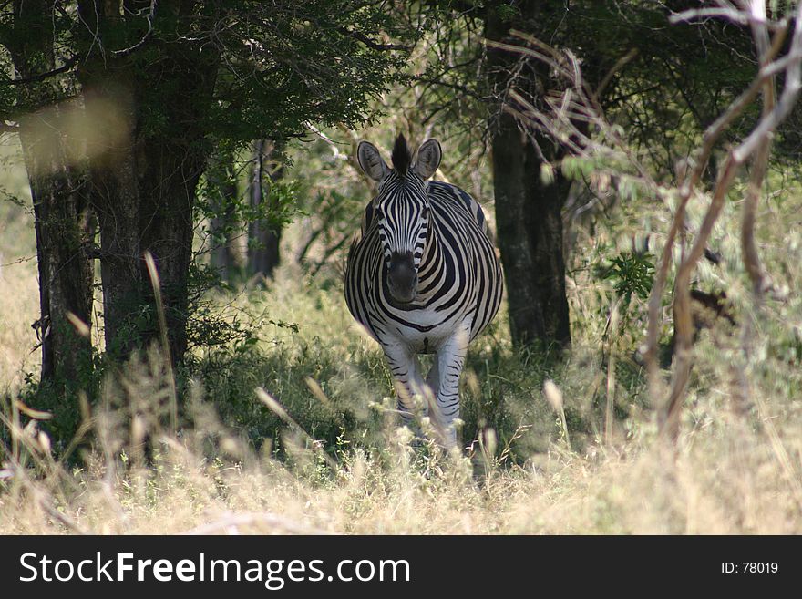 Zebra in Kruger National PArk, South Africa