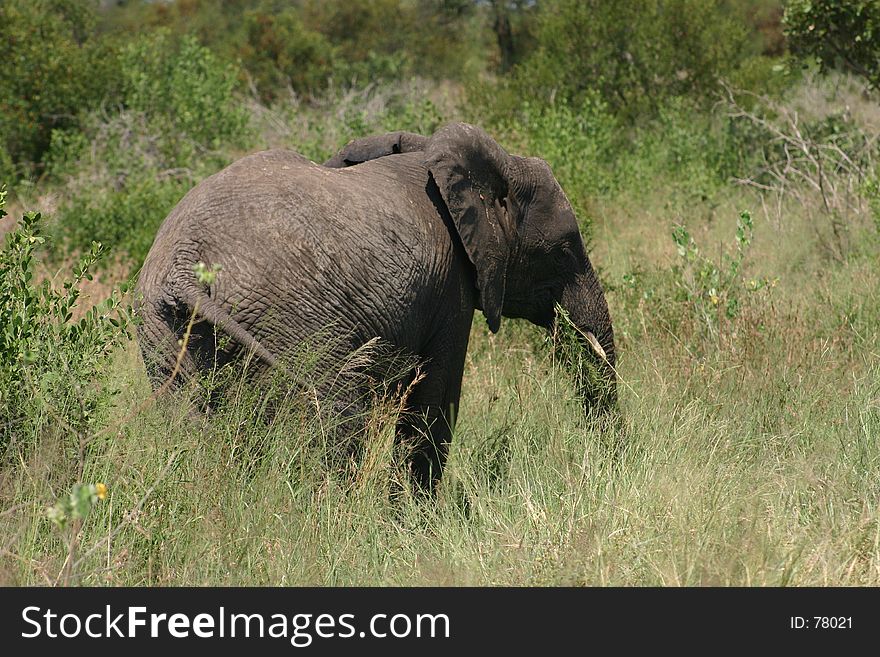 Young male elephant in Kruger National Park, South Africa