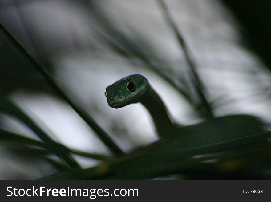 Spotted african bush snake. Spotted african bush snake