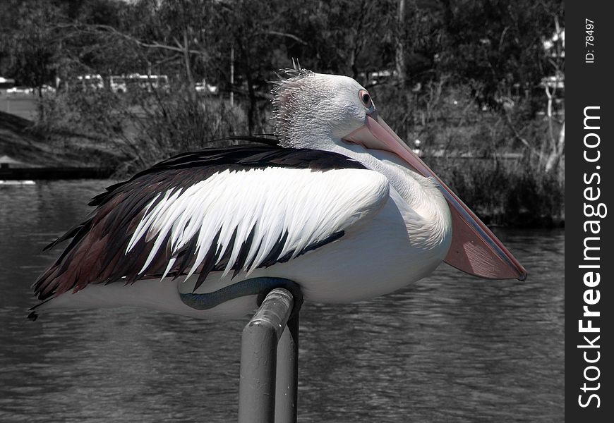 Pelican on Black and White background. Pelican on Black and White background