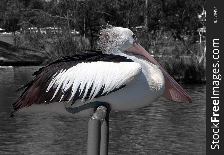 Pelican Sitting