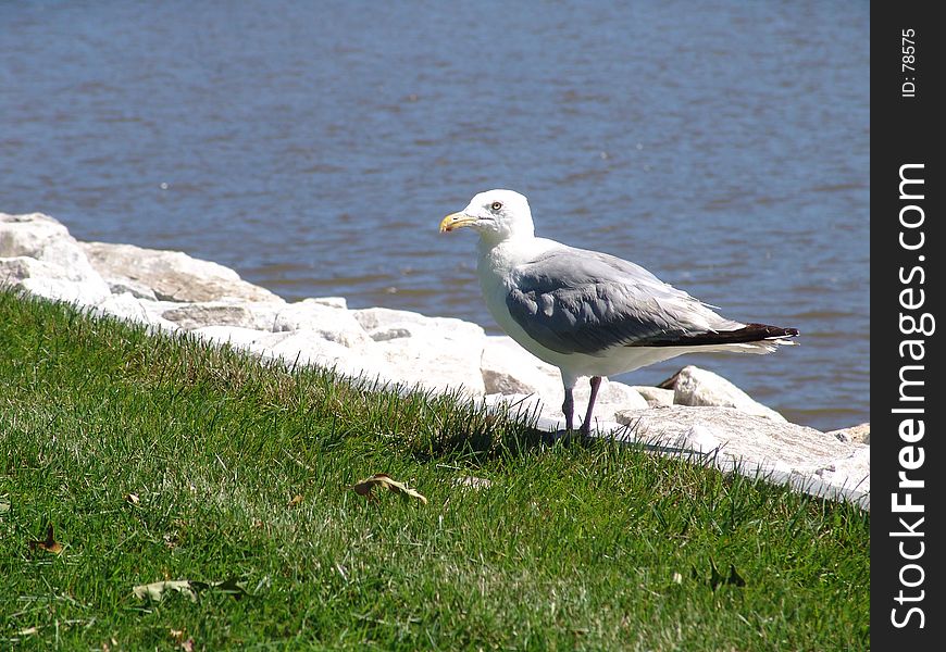 Seagull getting ready to eat some lunch. Seagull getting ready to eat some lunch