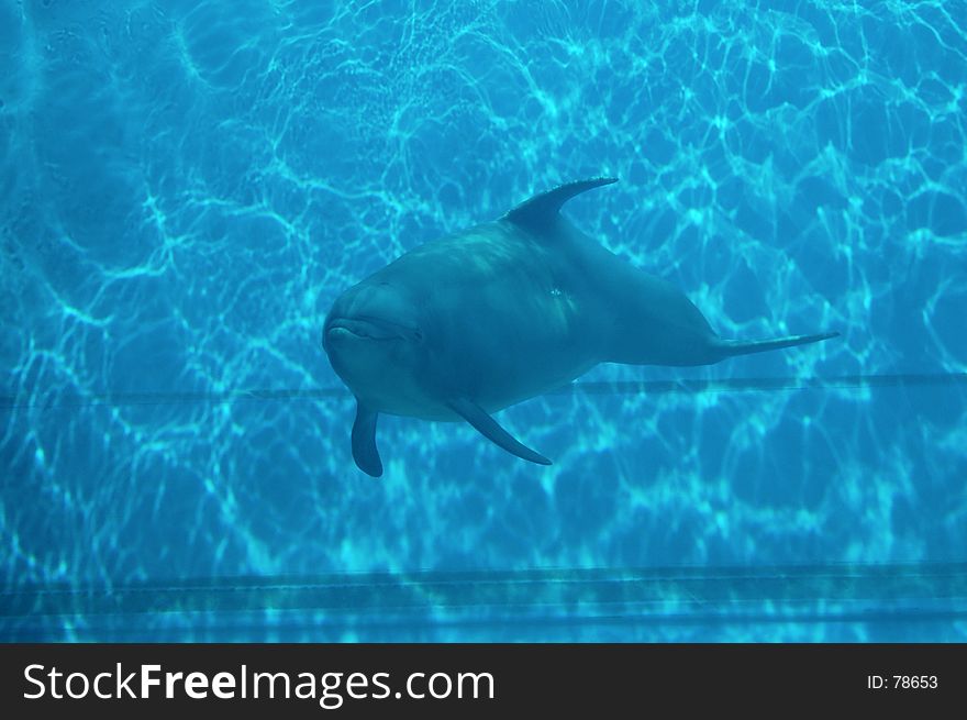 Frontal view of a dolphin. Frontal view of a dolphin