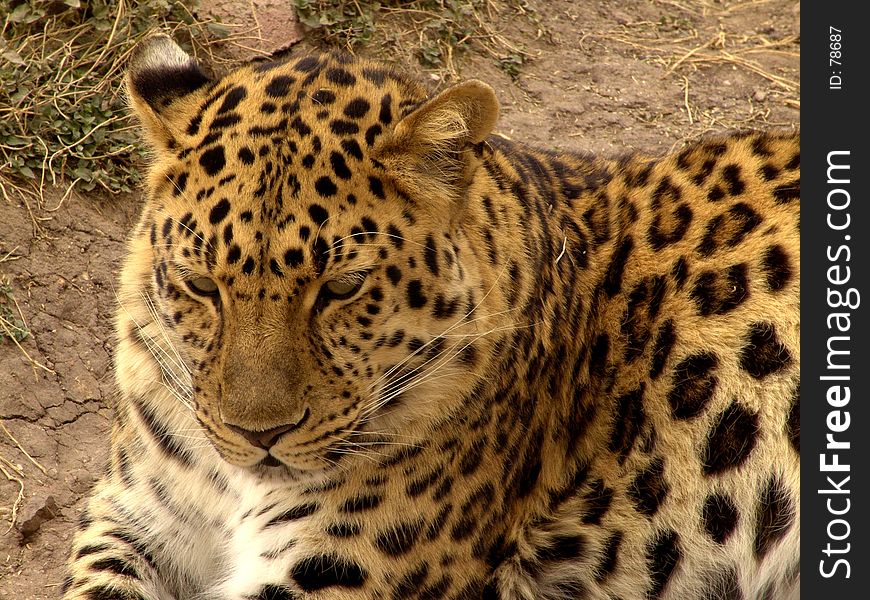 Jaguar left side position close: large, heavily built cat that has a yellowish-brown coat with black spots, found mainly in the dense forests of Central and South America. [Panthera onca.]