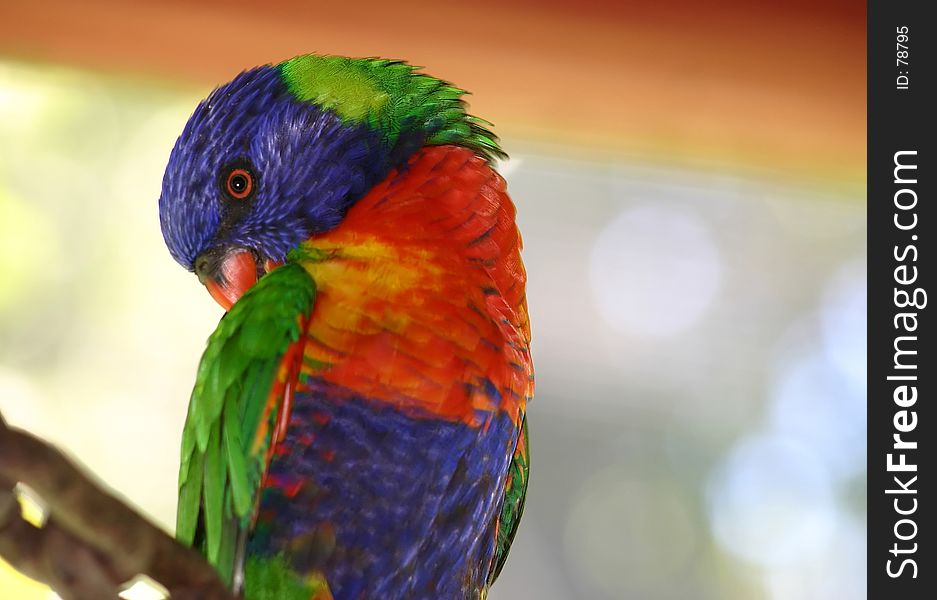 Richly coloured lorikeet preening. Richly coloured lorikeet preening.