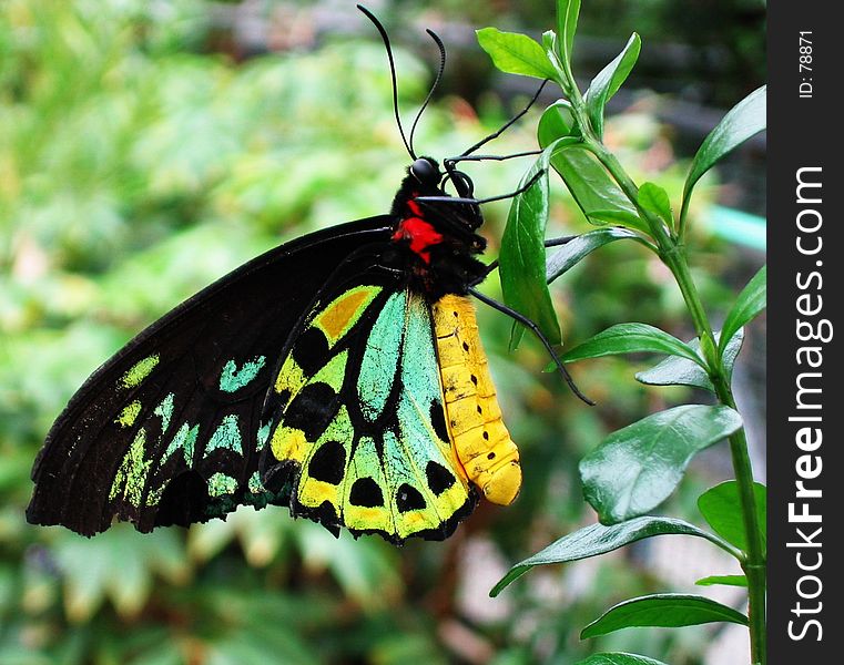 A butterfly dressed with some of the colors of the rainbow. A butterfly dressed with some of the colors of the rainbow