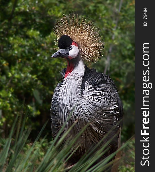 Shot of a crowned crane taken at a zoo in South Carolina