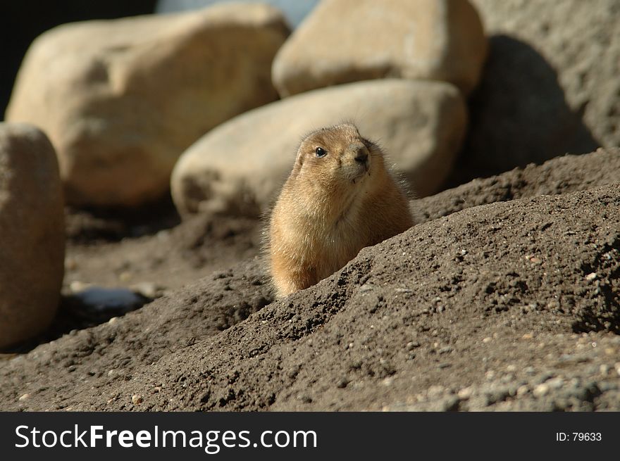 Groundhog is looking out from his hole in the end of February. Groundhog is looking out from his hole in the end of February.