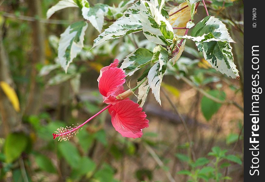 Hibiscus