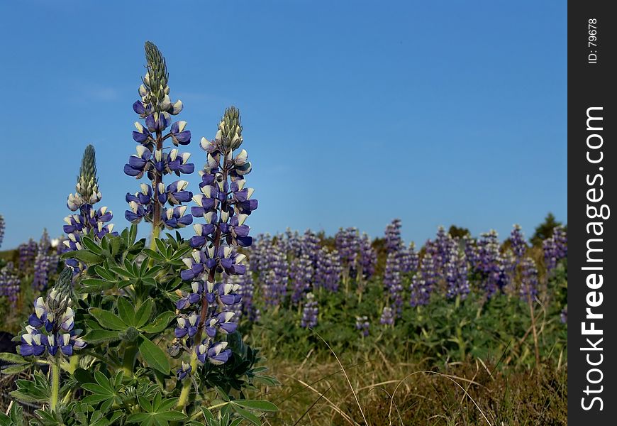 Blue sky and blue lupines. Space for copy