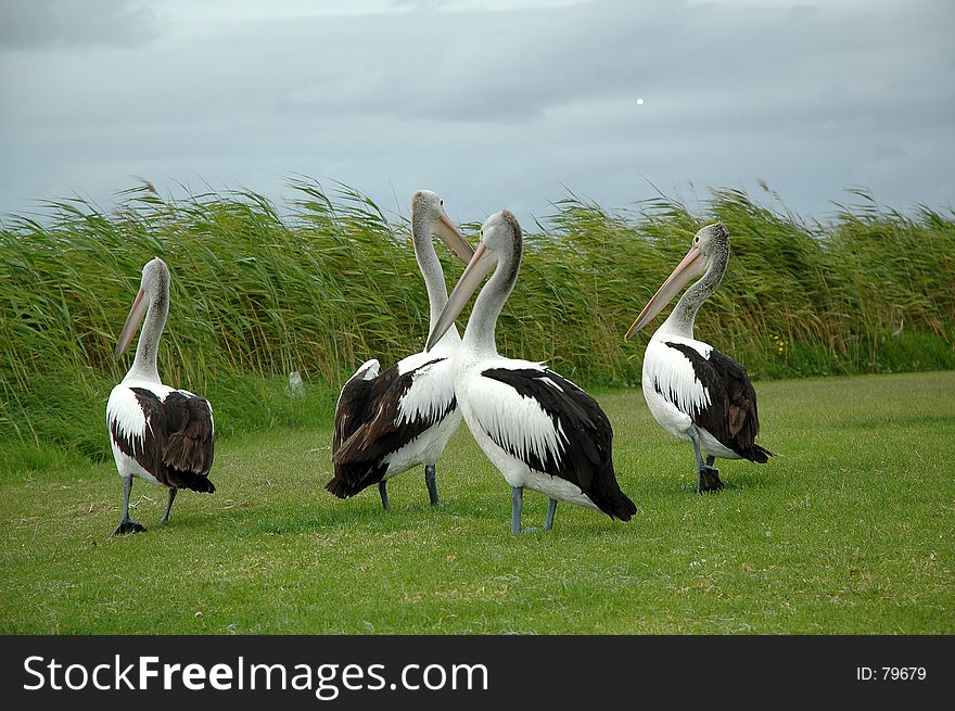 A group of pelicans on a stormy day. A group of pelicans on a stormy day