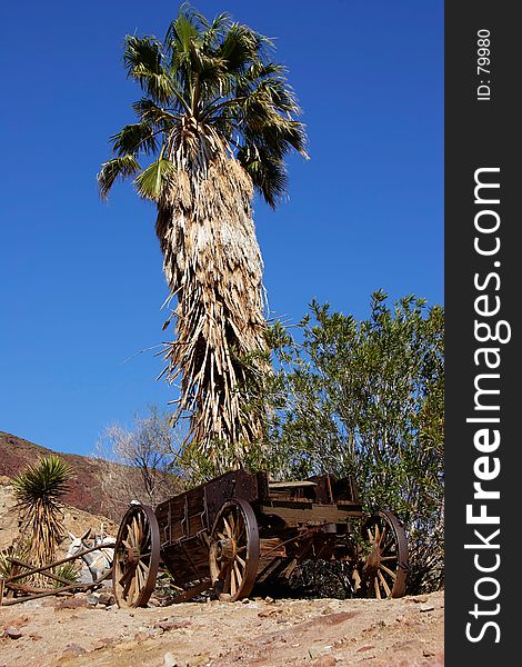 Old abandoned horse wagon by palm tree