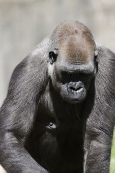 Gorilla Royalty Free Stock Photos