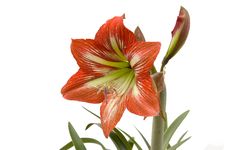 Lilly Stock Photo