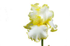 Lilly Stock Images